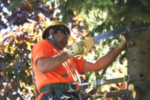 Tree Removal Safety: Risk And Precautions