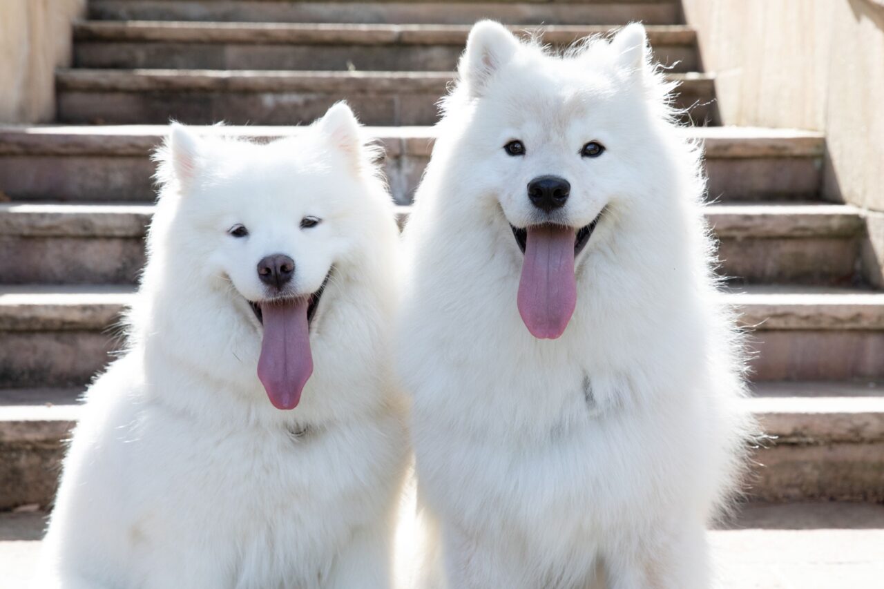 How to Pick the Perfect Dog: Male vs. Female Pros and Cons